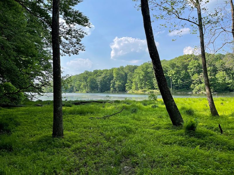 Camping Under the Canopy: Taylor Ridge and Beyond