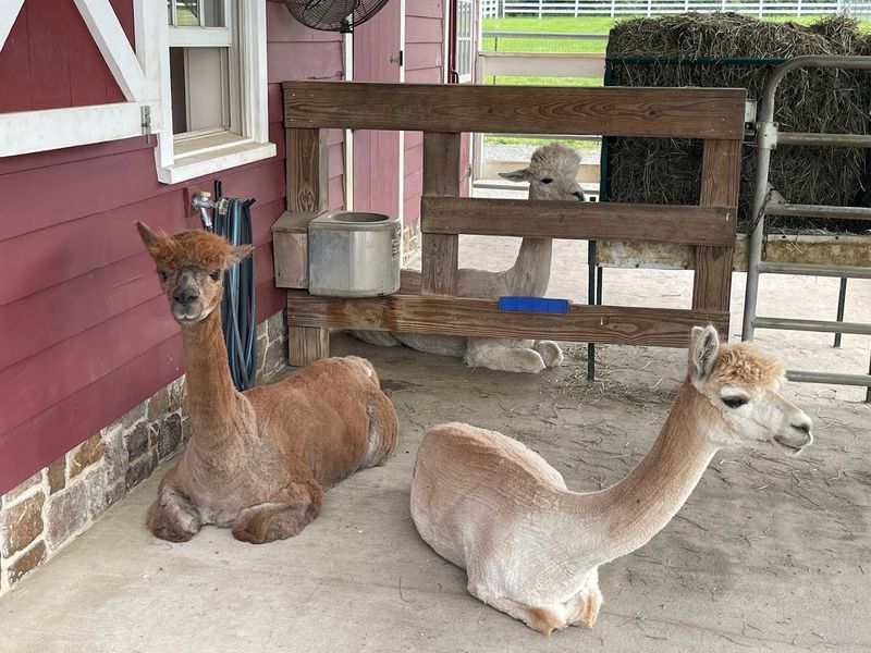 What Alpaca Fiber Actually Is and Why It Matters