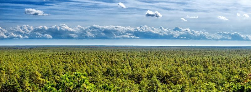 The Pinelands as a Backdrop