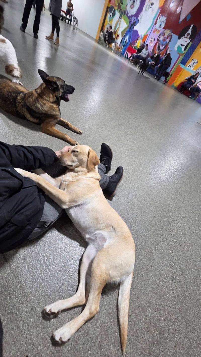 Why Dog Owners Keep Coming Back