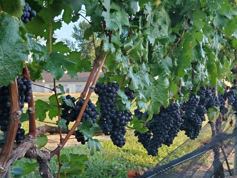 Why White Horse Winery Earns Its Place on the South Jersey Wine Trail