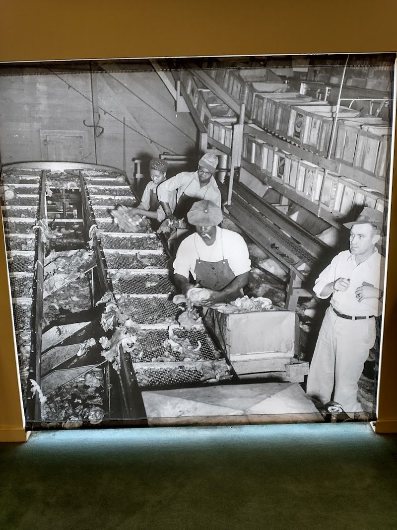 The Sugarcane Process Explained From Field to Bag