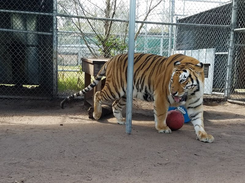 Volunteering at the Sanctuary
