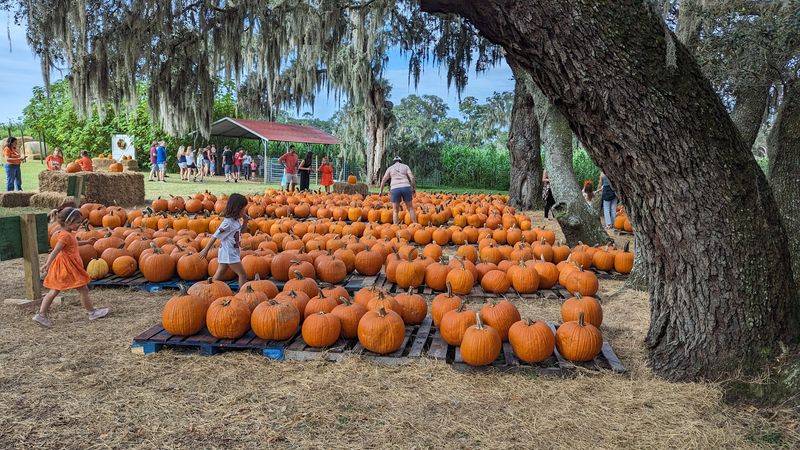 The Pumpkin Patch That Puts Florida in a Fall Mood