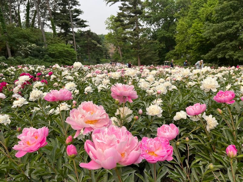 The Peony Garden That Stops People in Their Tracks