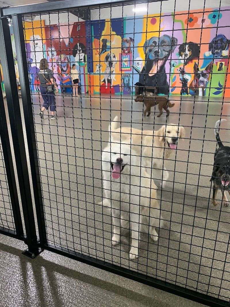 The Dog Daycare Program and What It Includes