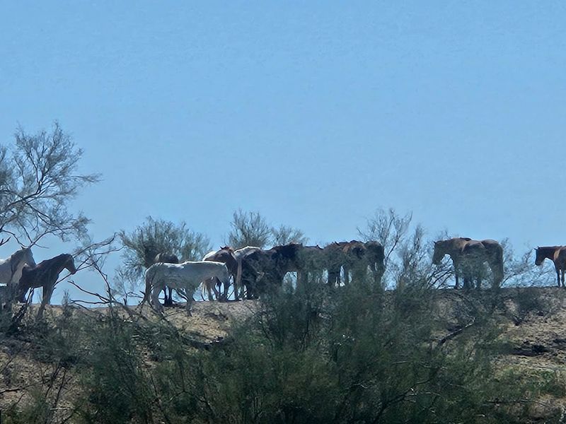 How You Can Support the Herd