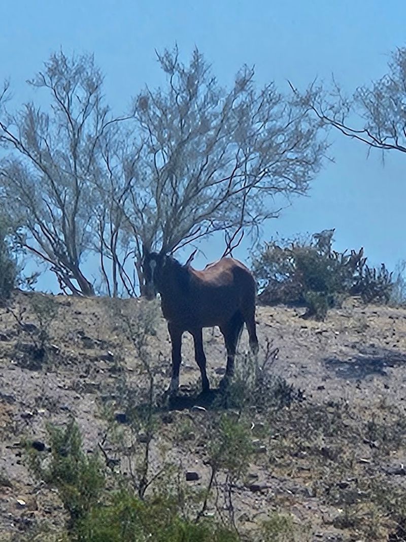 Rules That Keep the Horses Safe