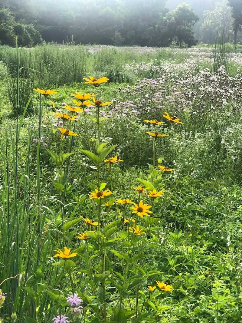 The Pollinator Garden and Conservation Area on the White Trail