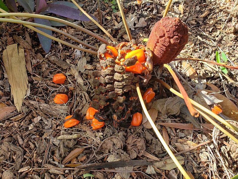 Coontie (Zamia integrifolia)