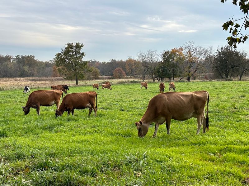 The Dairy Herd: Cows With Name Tags and Personalities
