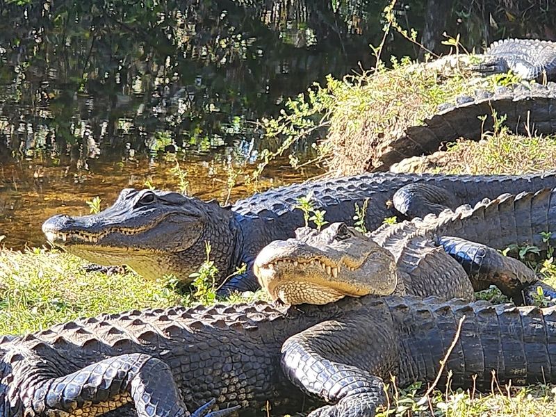 Alligators Without the Fence