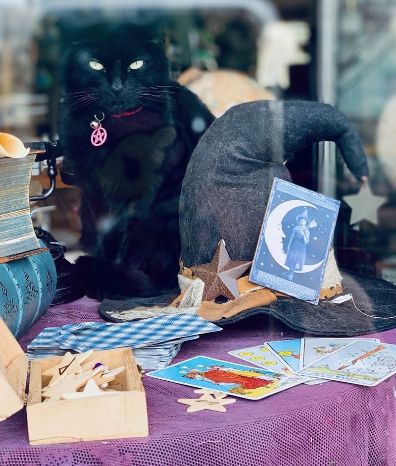 The Shop Cat Who Runs the Place