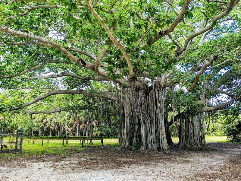 Hugh Taylor Birch State Park – Coastal Hammock Trail (Fort Lauderdale)