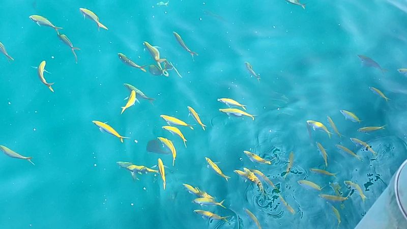 Havelock Island – India (Glowing Shorelines)