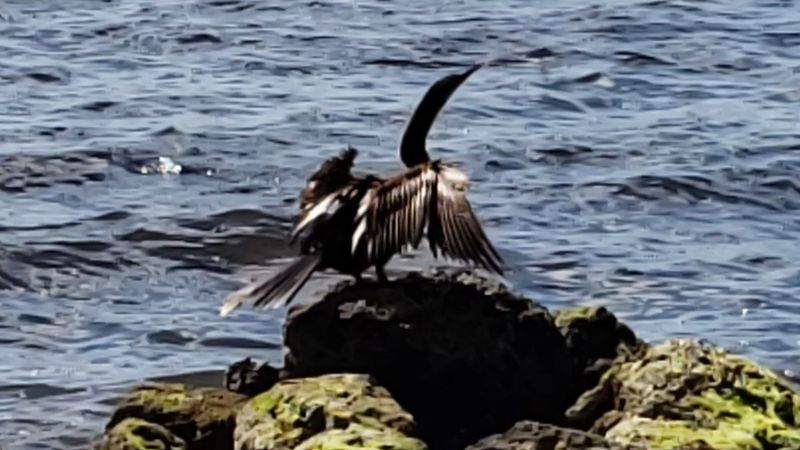 Wildlife and Nature: When the Neighbors Have Fins and Feathers