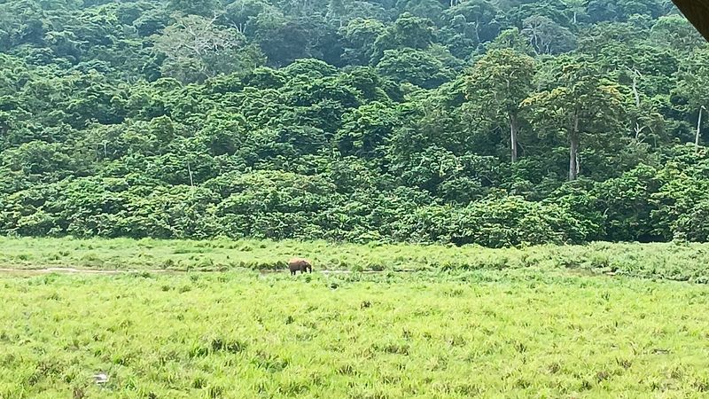 Ivindo National Park (Gabon)
