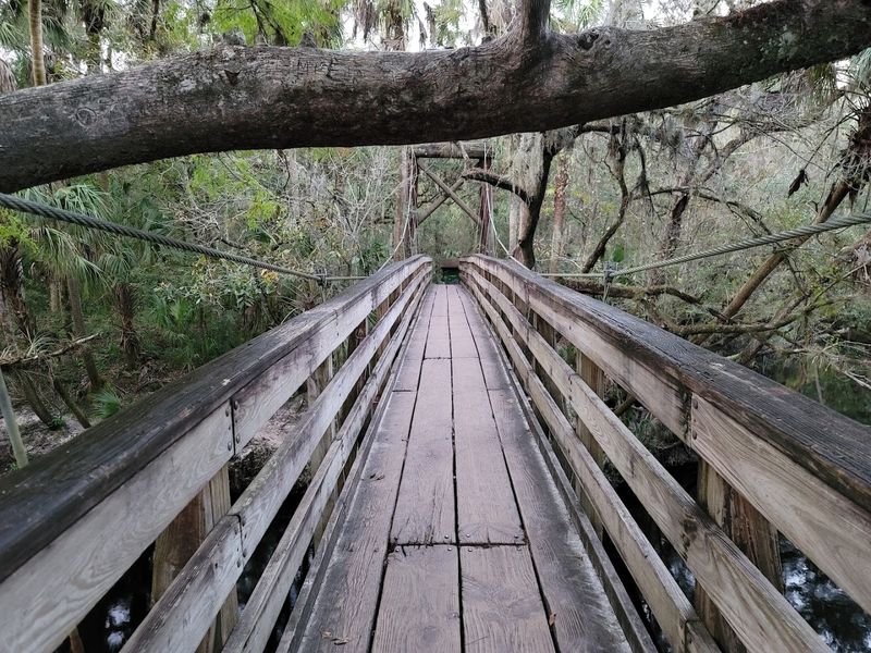 The Suspension Bridge That Stops Everyone Mid-Hike