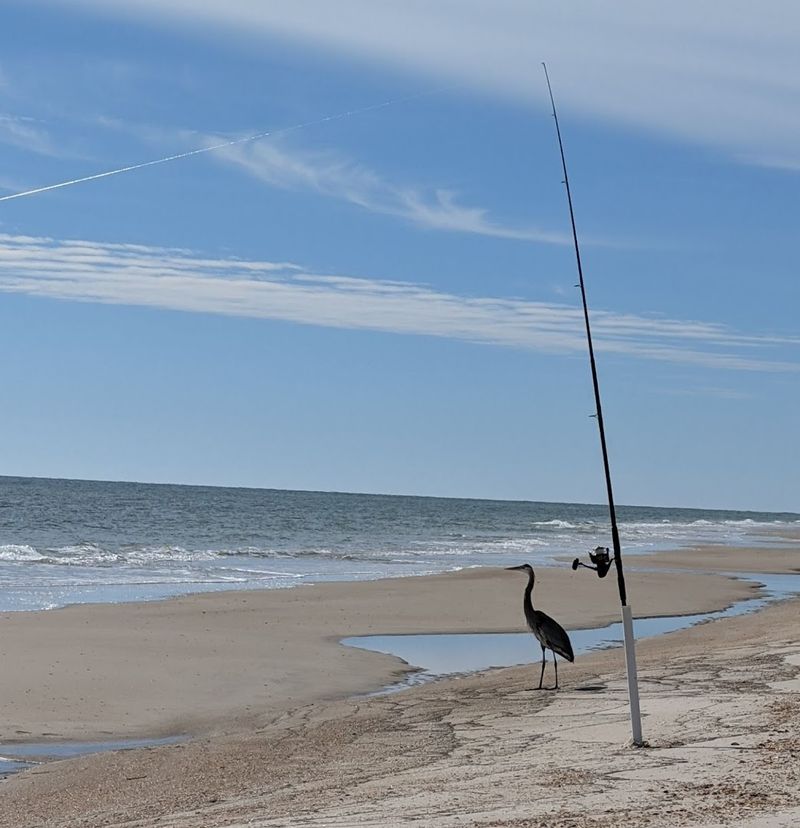Fishing: From the Shore, the Surf, and the Bay