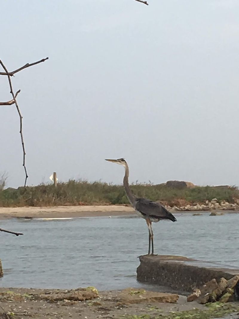 The Seagrass Beds: The Hidden Engine of the Lagoon