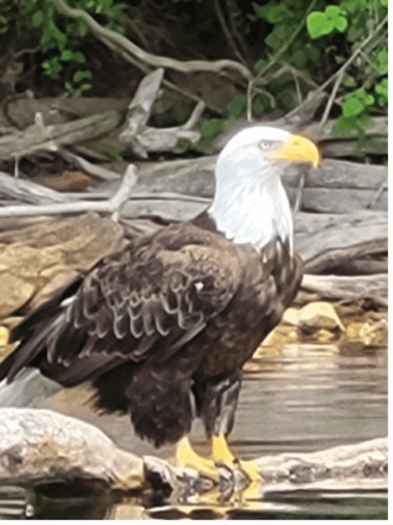 Wildlife That Makes Every Visit Feel Different