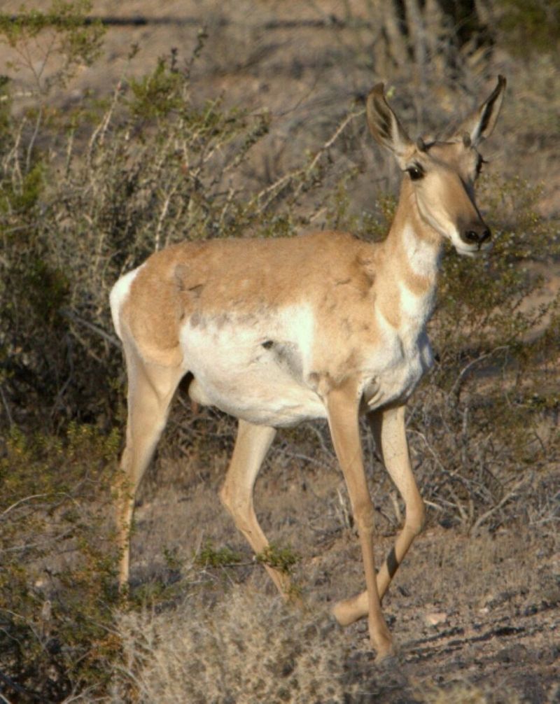 Sonoran Pronghorn (Antilocapra americana sonoriensis)