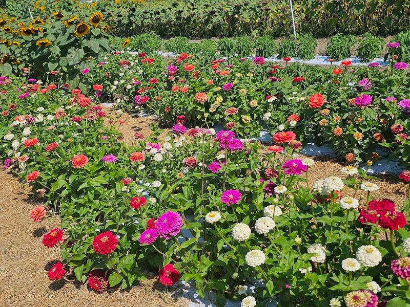 Pick-Your-Own Flowers and Fresh Produce