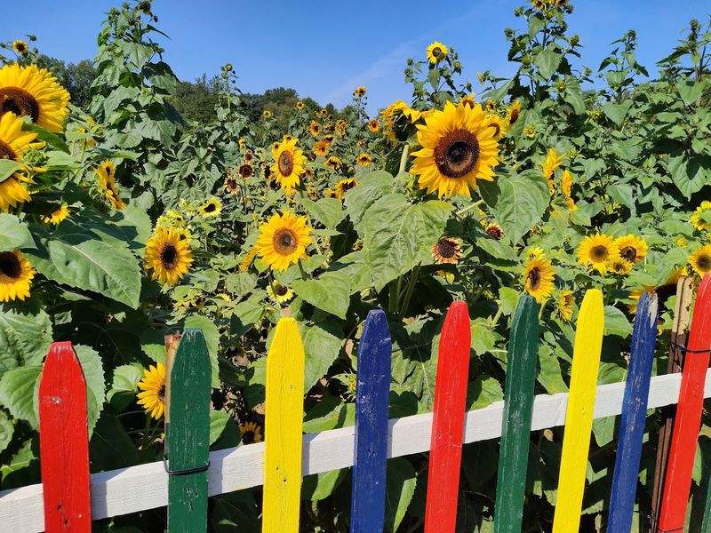 Photography at the Farm and Why It Draws So Many Cameras
