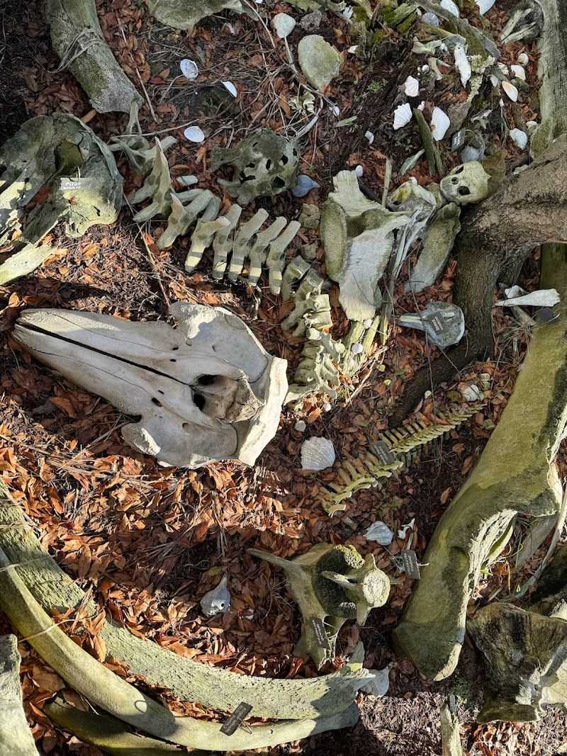 The Bone Yard: A Feature That Stops People in Their Tracks