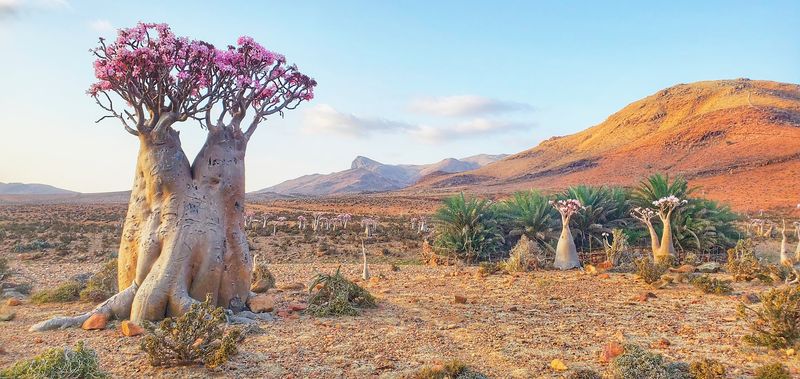 Socotra Island - Yemen’s Alien Landscape