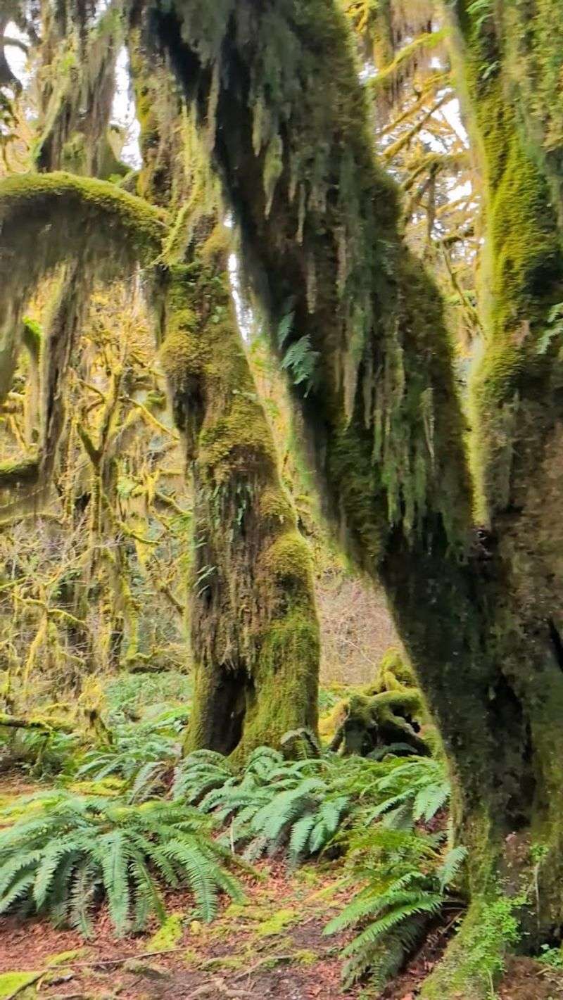 There's a rainforest in the continental U.S.