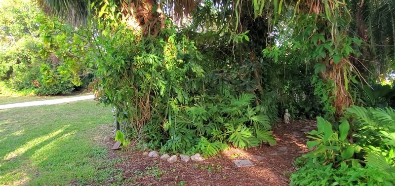 Walking Paths Through Shell and Shade