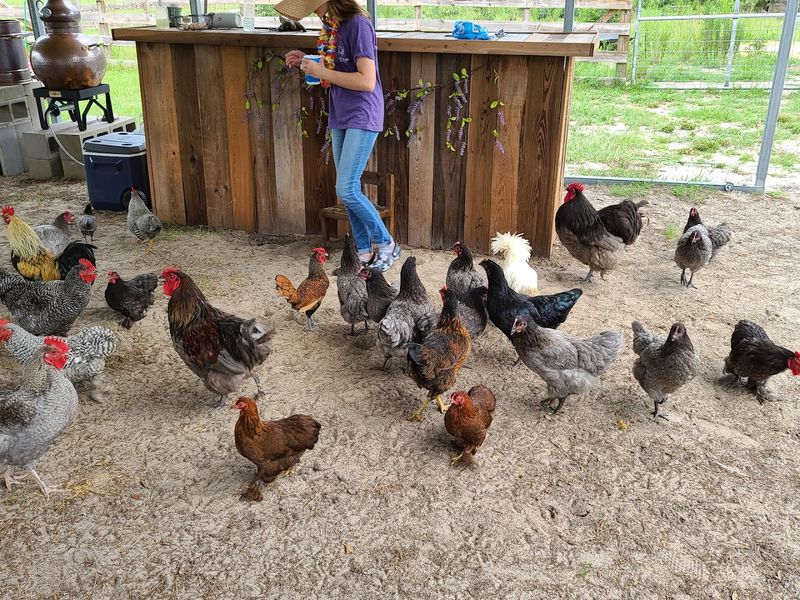 The Farm Animals That Steal the Show