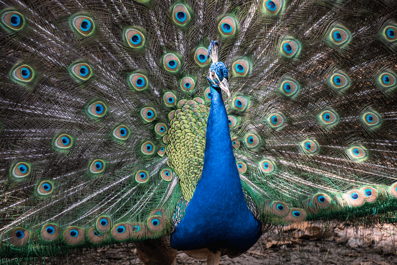 The Peacock That Roams Free
