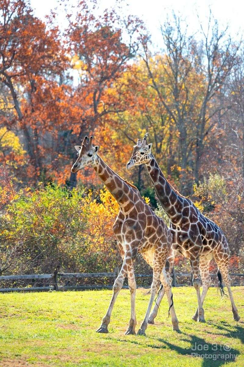 Giraffes: The Prairie Stars