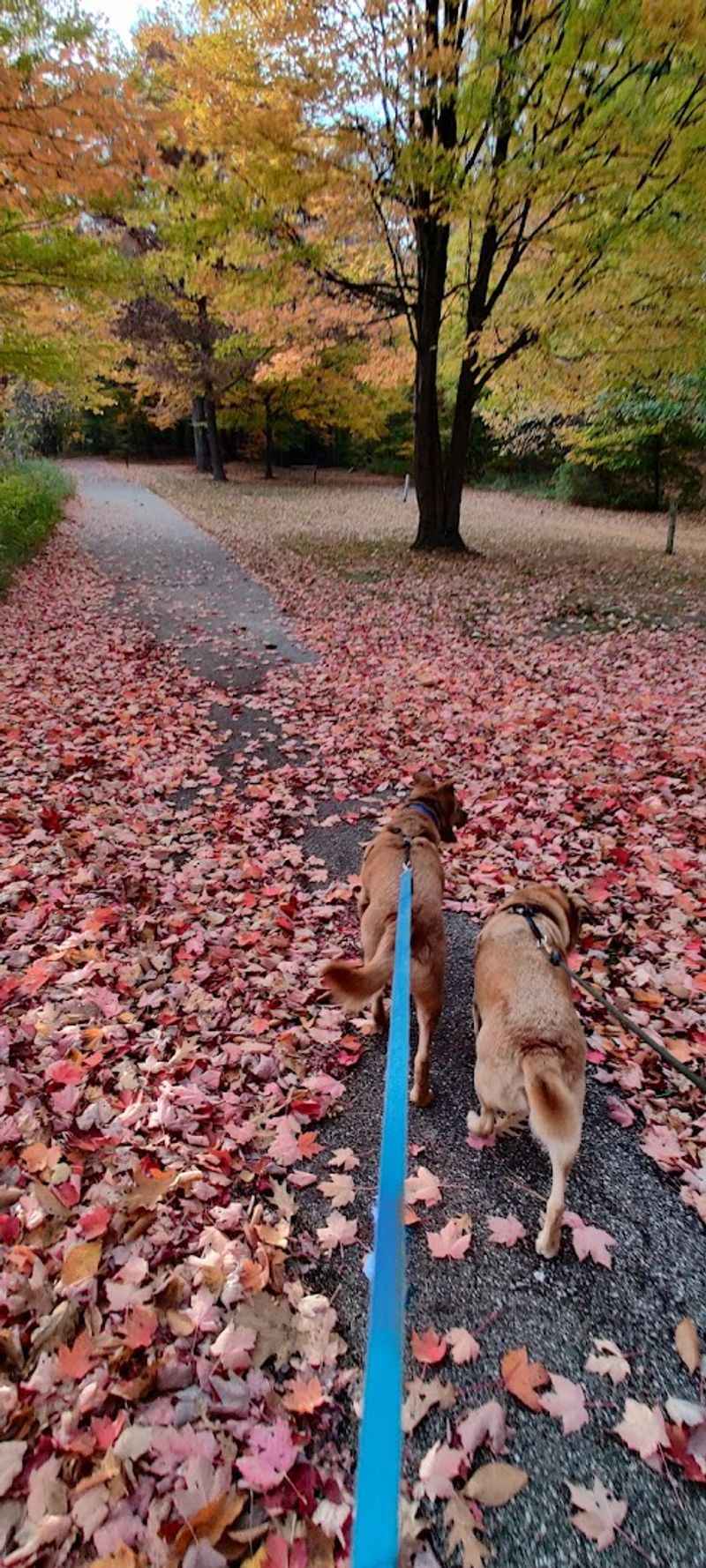 Central Bark: The Dog Park That Earns Its Name