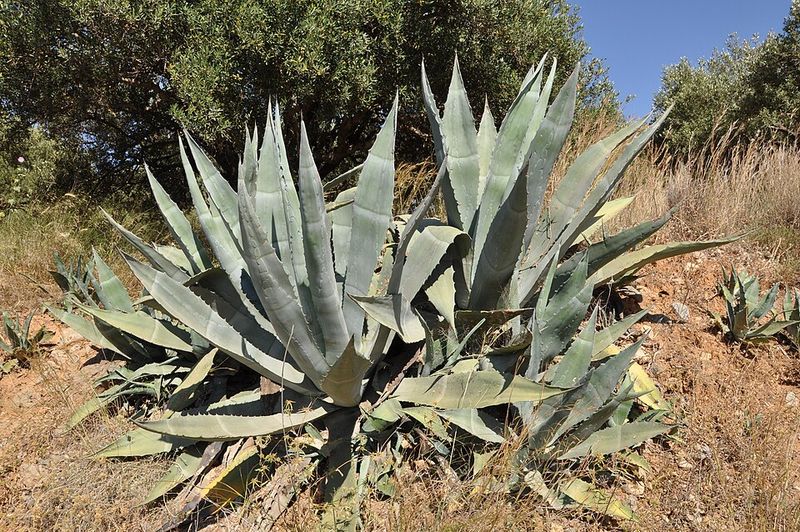 Agave (Various Species)