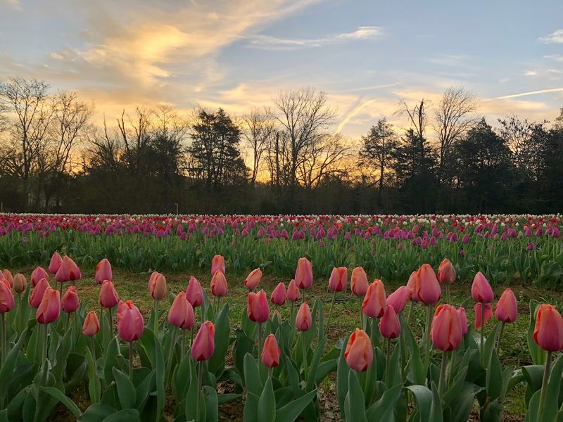Lorenzen Flower Farm — Dayton