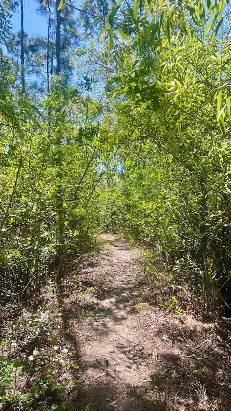 The Nature Trails: Two Routes Through 105 Acres of Florida Wilderness