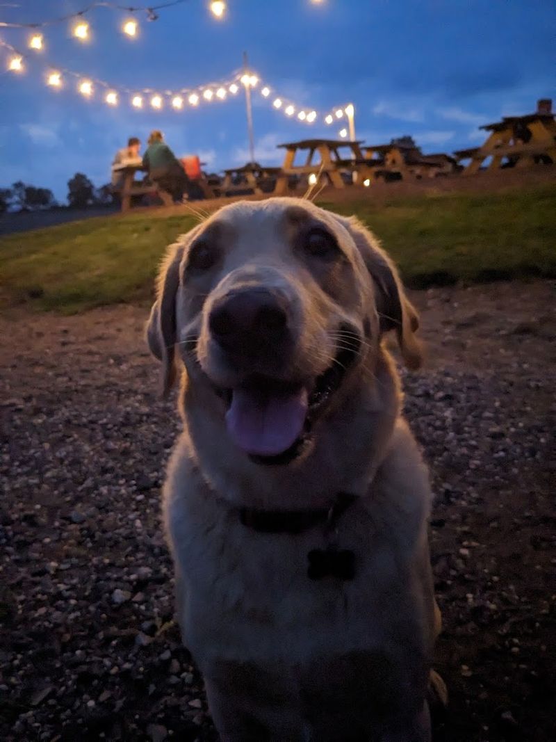 The Farm Dogs That Have Become Local Celebrities