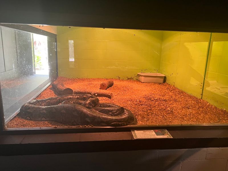 Cobras Up Close: The Star Residents of the Collection