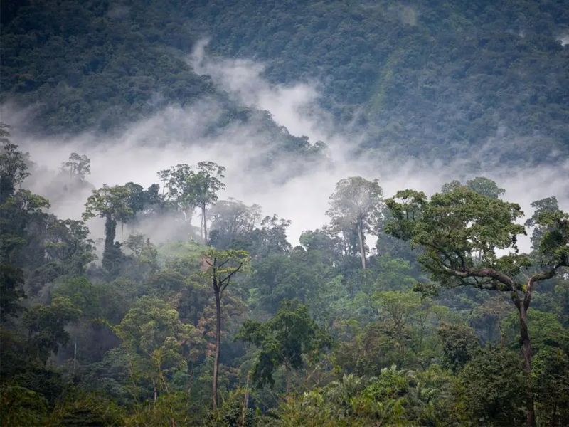 Minkebe National Park (Gabon)