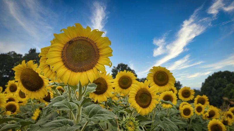 Red River Farms — Springfield