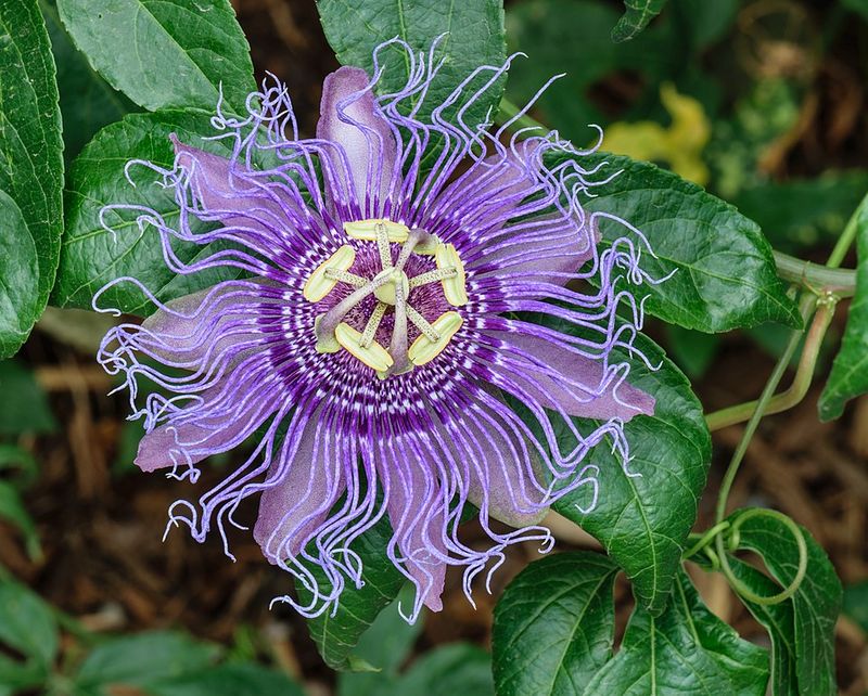 Passionflower (Passiflora)