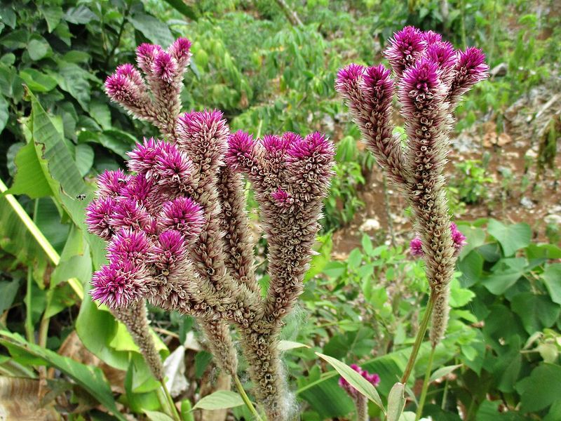 Celosia (Cockscomb) – Loves humidity and adds bold texture