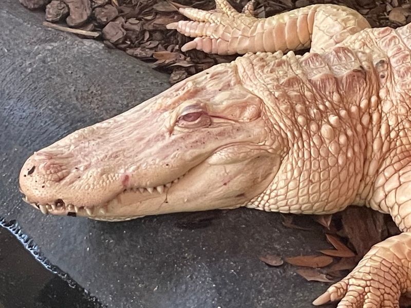 Mr. Bones the Albino Alligator