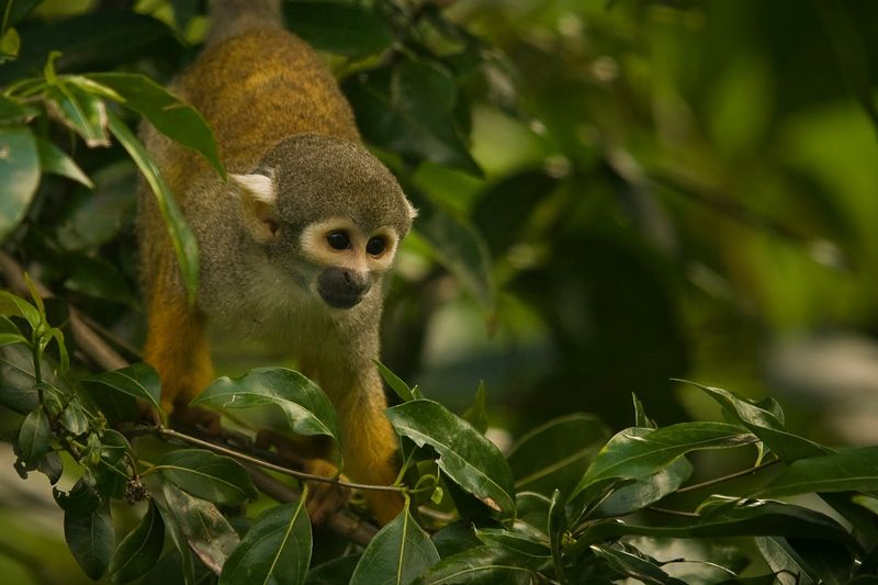 Squirrel Monkeys and the Rainforest Showcase Experience