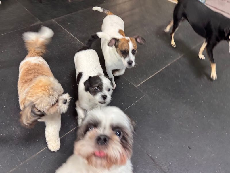 Boarding That Sends You Photo Updates