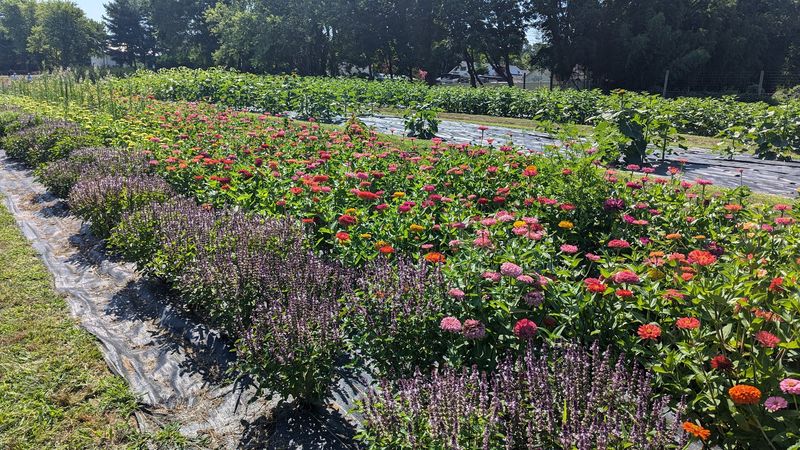 Picking Your Own Flowers