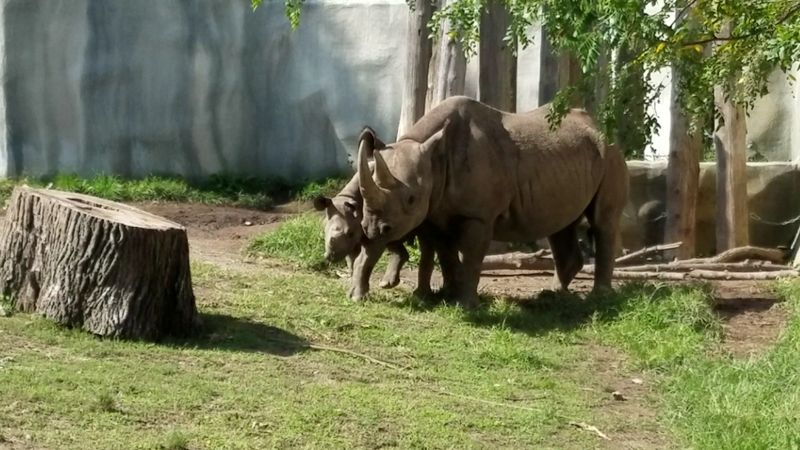 Food, Gifts, and the Art the Animals Made